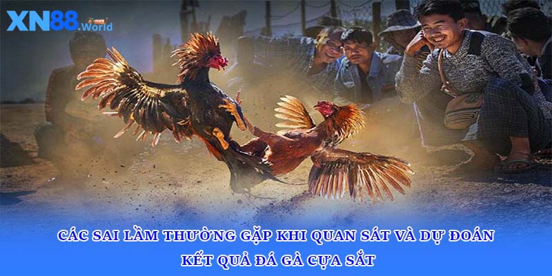 Các sai lầm thường gặp khi quan sát và dự đoán kết quả đá gà cựa sắt