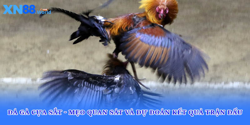 Đá Gà Cựa Sắt - Mẹo Quan Sát Và Dự Đoán Kết Quả Trận Đấu