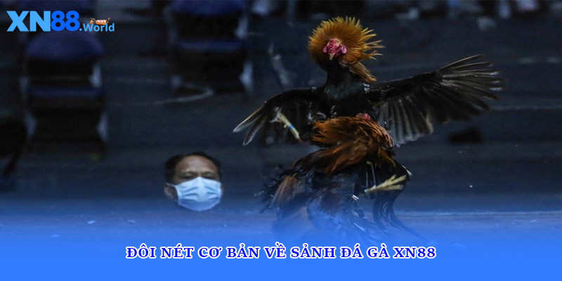 Đôi nét cơ bản về sảnh đá gà XN88