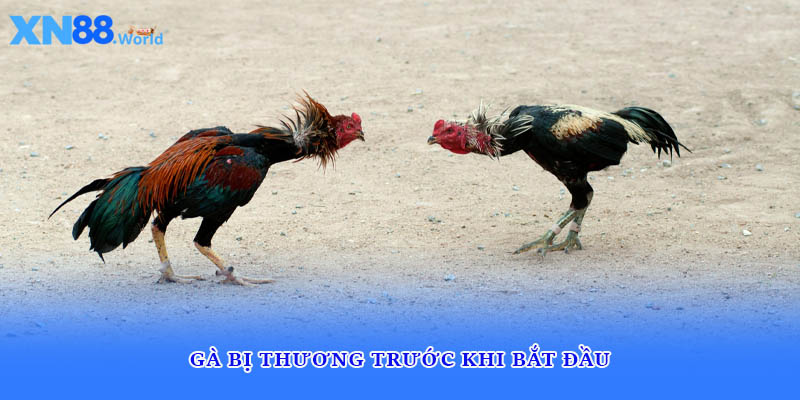 Gà bị thương trước khi bắt đầu