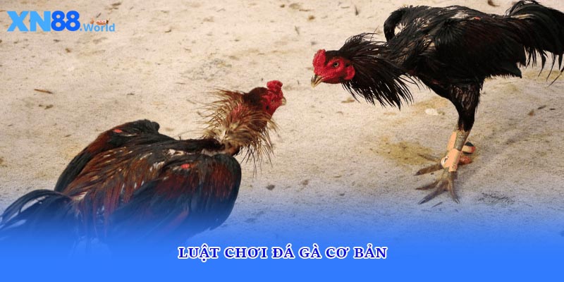 Luật chơi đá gà cơ bản