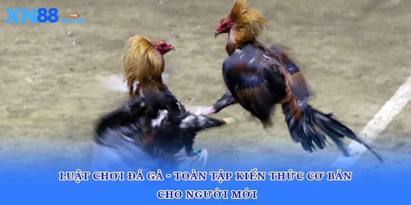 Luật Chơi Đá Gà - Toàn Tập Kiến Thức Cơ Bản Cho Người Mới
