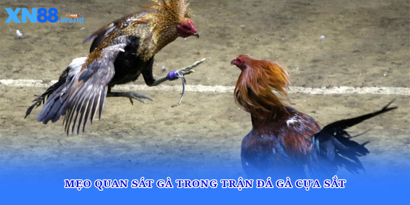 Mẹo quan sát gà trong trận đá gà cựa sắt