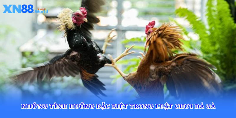 Những tình huống đặc biệt trong luật chơi đá gà